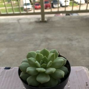 Meet your Posher, Thao